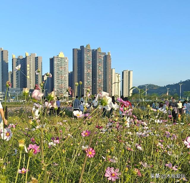 四会体育馆！千株格桑花盛放引万人打卡，全运会氛围藏着浪漫花海