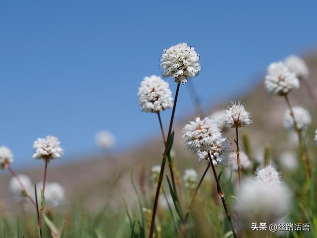 图集丨山丹湿地：生态画卷展绿意 飞鸟清波映蓝天