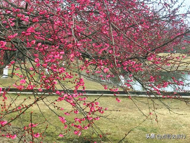 成都郫都区最大面积红梅花开了，粉红花海，非常壮观，不要门票！