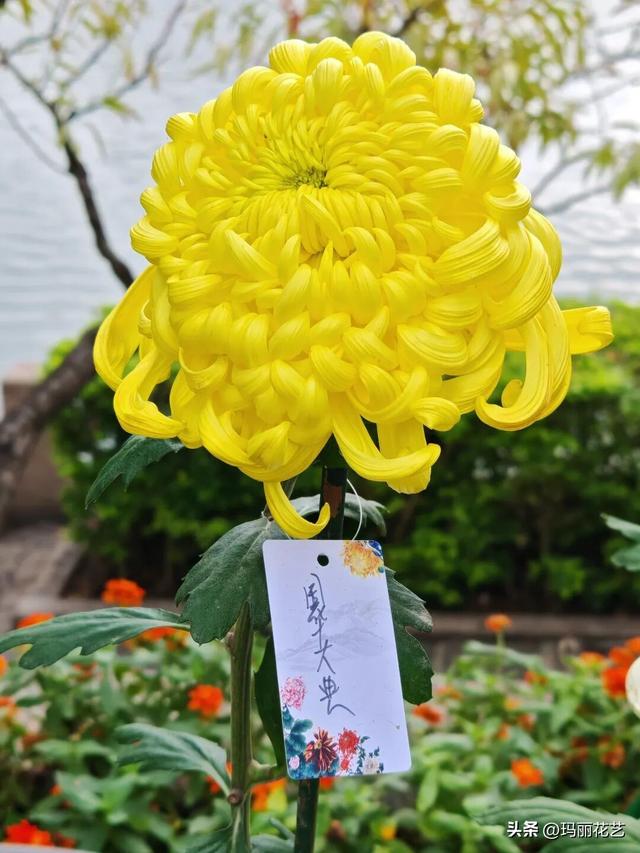 金秋赏花，醉美秋菊展，菊香满西湖