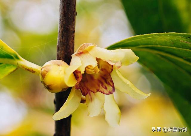许昌冬日“顶流”美景上线，速来打卡！