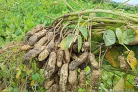 花生三遍药：老农的血泪经验告诉你，这样种产量增多！图片