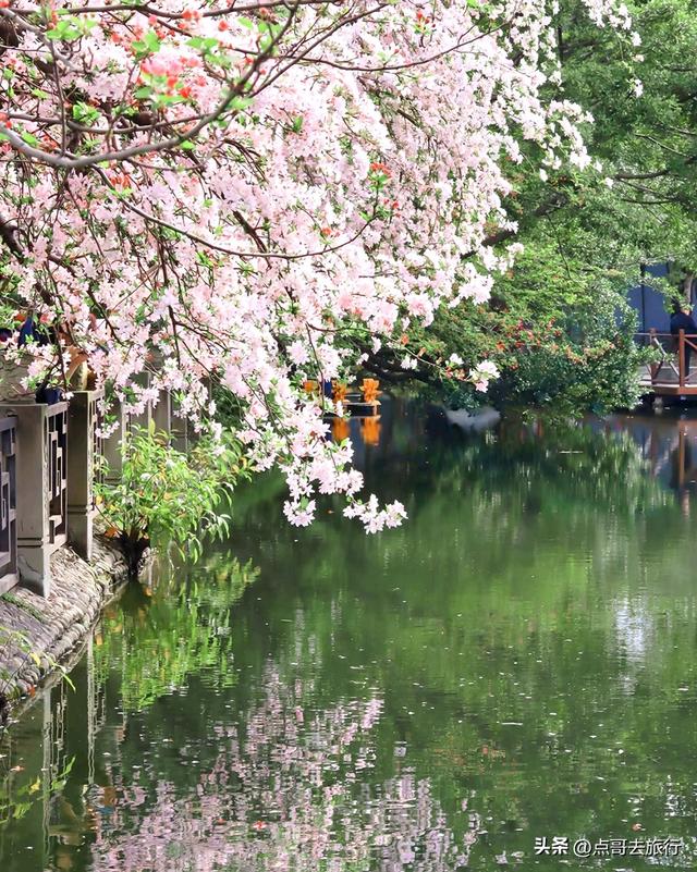 成都大爆款赏花地，垂丝海棠粉色瀑布，超级壮观，地铁直达！