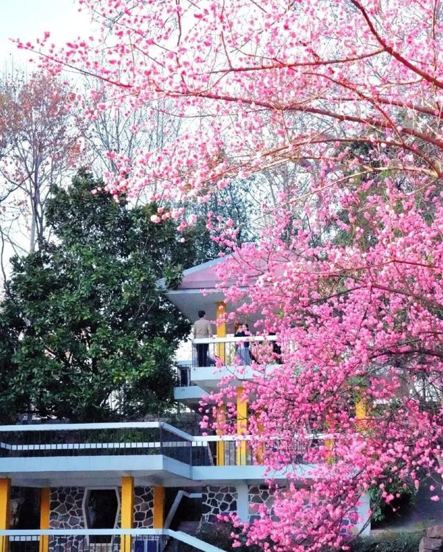 合肥三月花讯 | 后来，我逢人就说，合肥的春天有多浪漫 | 春游江淮