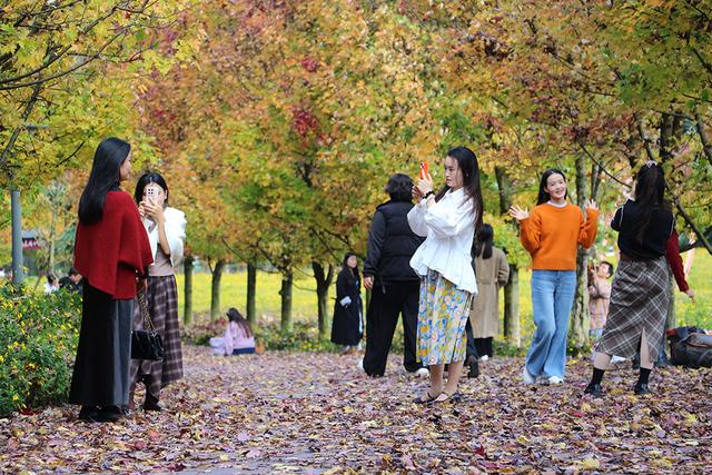 阳光谷旅游度假区：“枫”华正茂 邂逅秋日浪漫