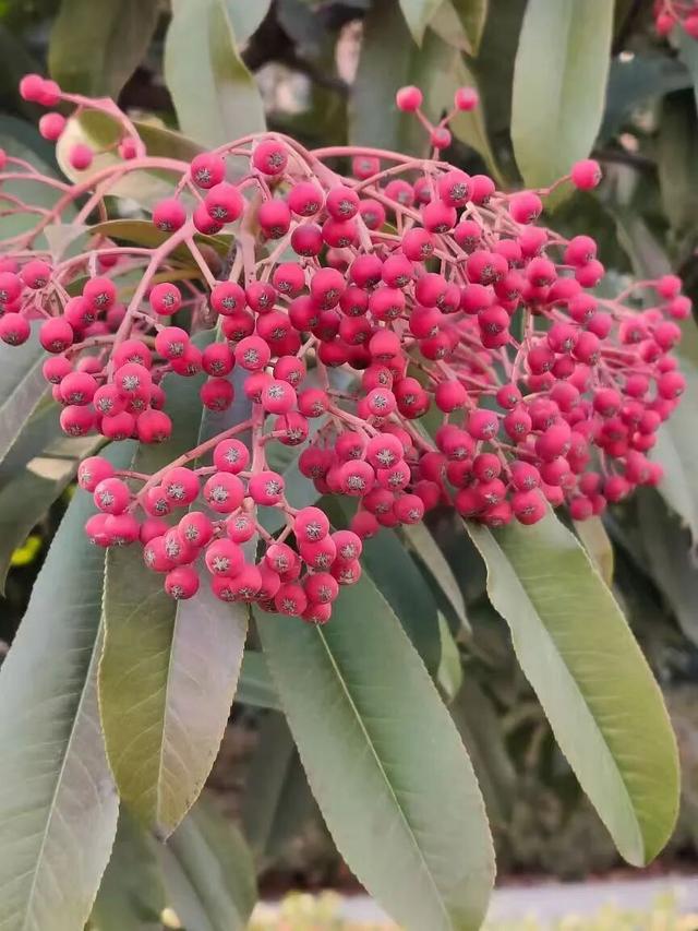 红果累累！森林公园石楠果红了，满树红果笑寒风！