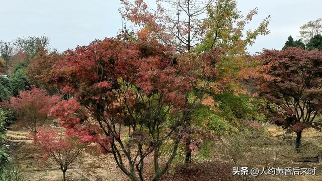 横山红枫岭，第二次来，算是尽兴了