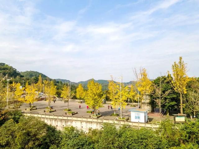 含“金”量100%！是时候来仁寿，邂逅一抹银杏黄啦~