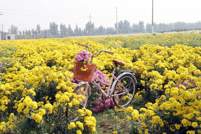 秋日撒欢？到温县赏七彩菊→