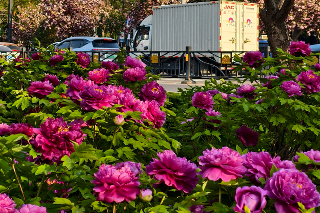 护航牡丹文化节丨黑的白的红的黄的紫的绿的蓝的