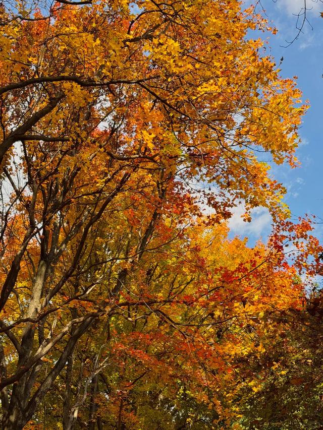 2.5万人！昆明植物园开启“人从众叕”模式，你们被枫叶刷屏了吗？