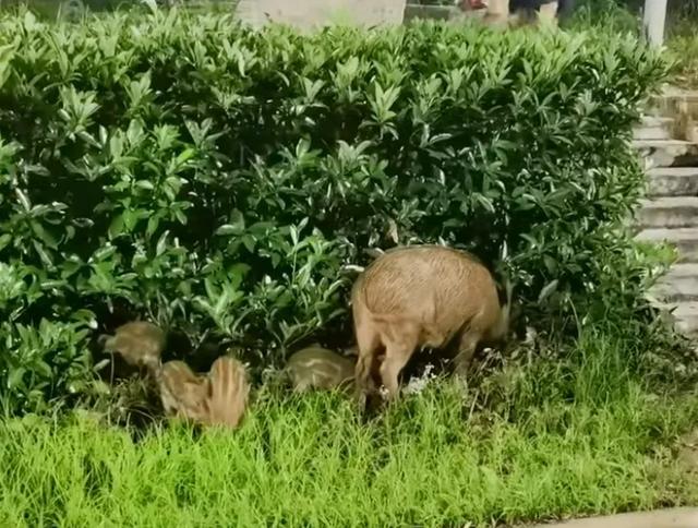 远离禽兽