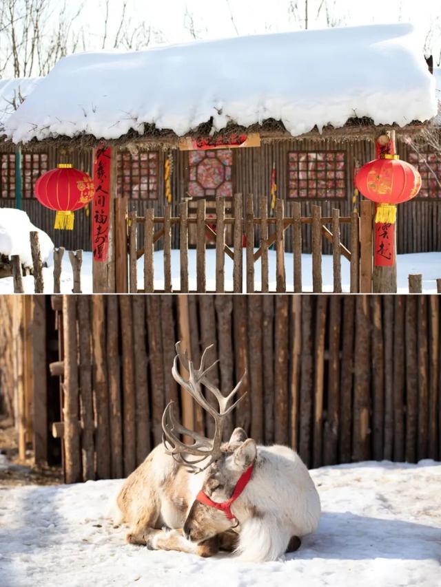雄安郊野公园第三届冰雪节重磅来袭！三大园区解锁N种玩法～