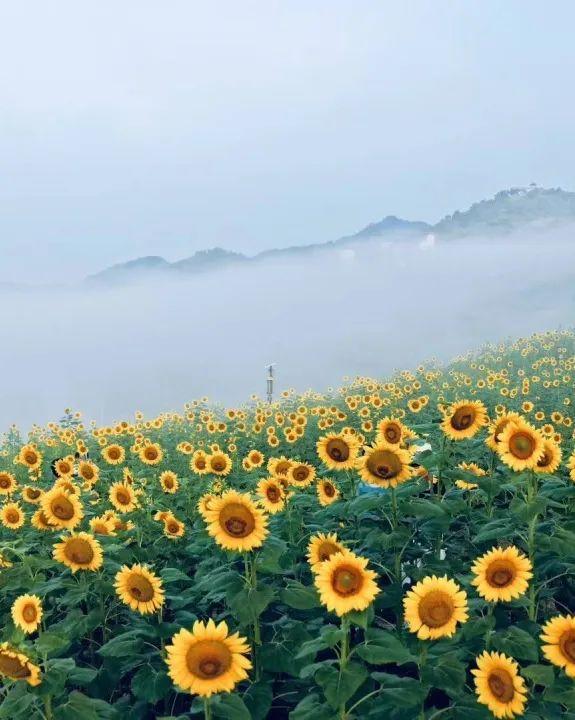 这个夏天，歙县藏了一片会“追光”的清凉仙境！丨皖美夏日