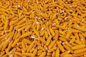 玉米“一夜大涨”！中央储备玉米涨价通知！11月能突破1元吗？图片