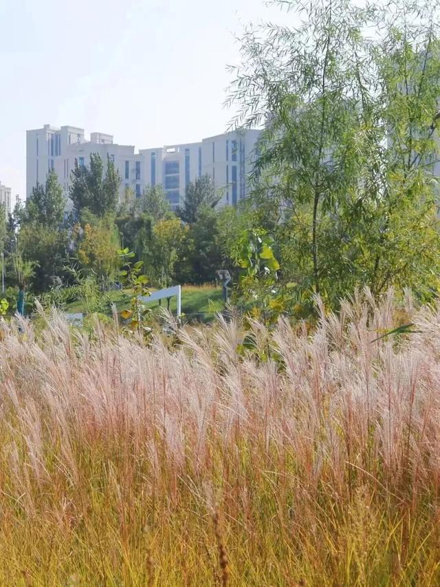 秋日限定美景，还不赶紧来拍？