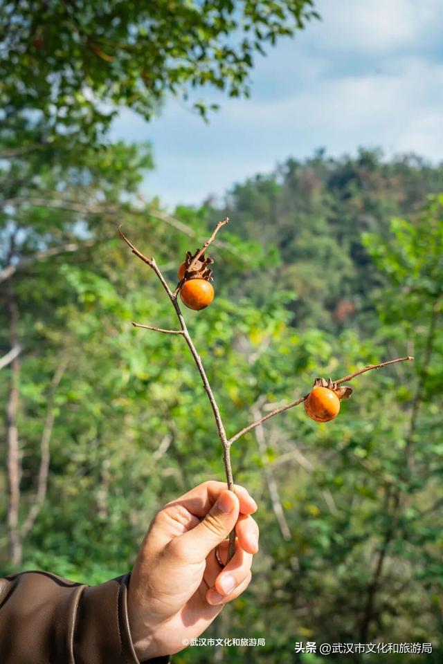 山顶看海，武汉这个机位绝了！