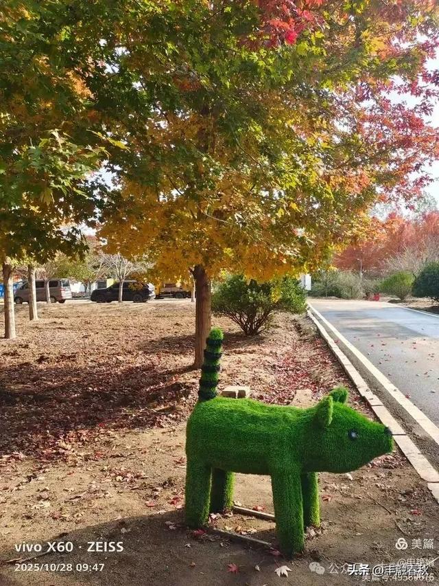 丹枫映秋，枫彩满楼｜申艳娟