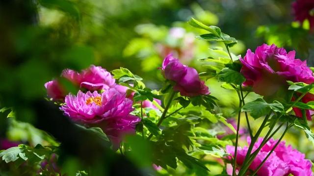 护航牡丹文化节丨黑的白的红的黄的紫的绿的蓝的