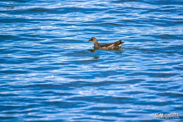 洱海鸟事之:幸福的黑水鸡和䴙䴘,在这里可敞吃国家二级保护植物