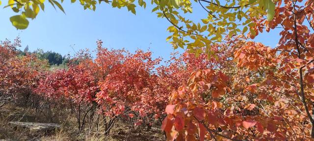 红啦！薛城金秋醉美红叶观赏地在凤凰绿道，漫山红叶美如画！