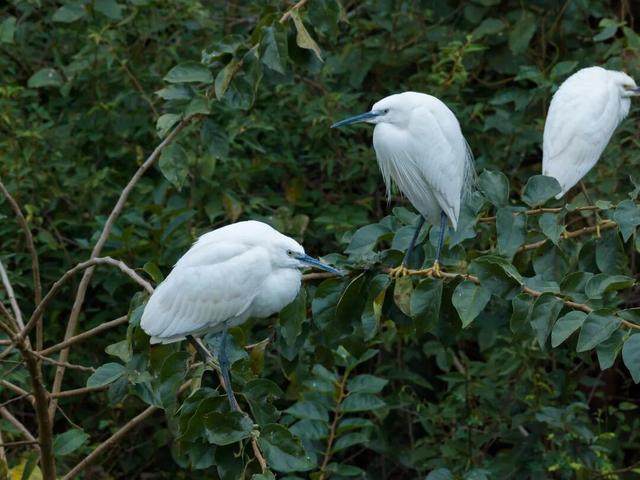 又见成群白鹭！韶关美景藏不住啦！