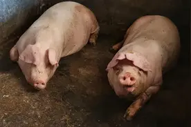 过去猪要饲养一年才能出栏,现在养多长时间?图片