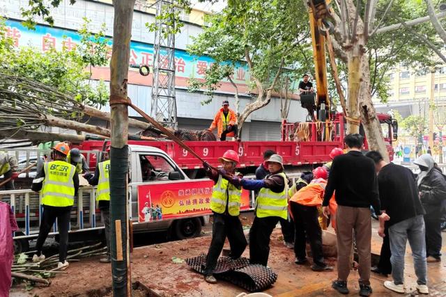 大理“金色童话”背后藏“秘密”