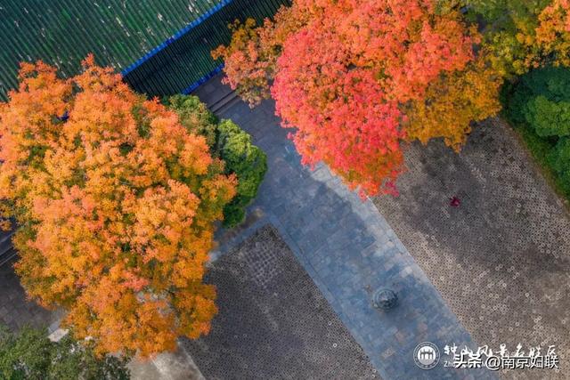 给个准信！盼了又盼的秋日“顶流”全部上线