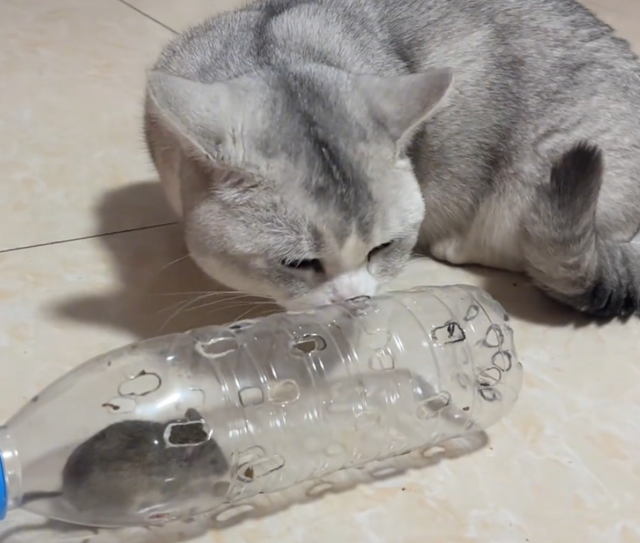 女儿吐槽妈妈太惯猫了，点开前：能惯成啥样，点开后：这不合适吧
