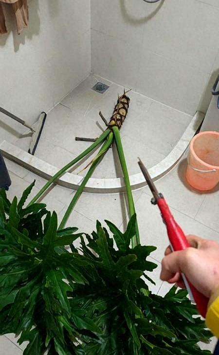福建一男子因“鱼缸养春羽”火爆全网！网友：这该死的治愈感！