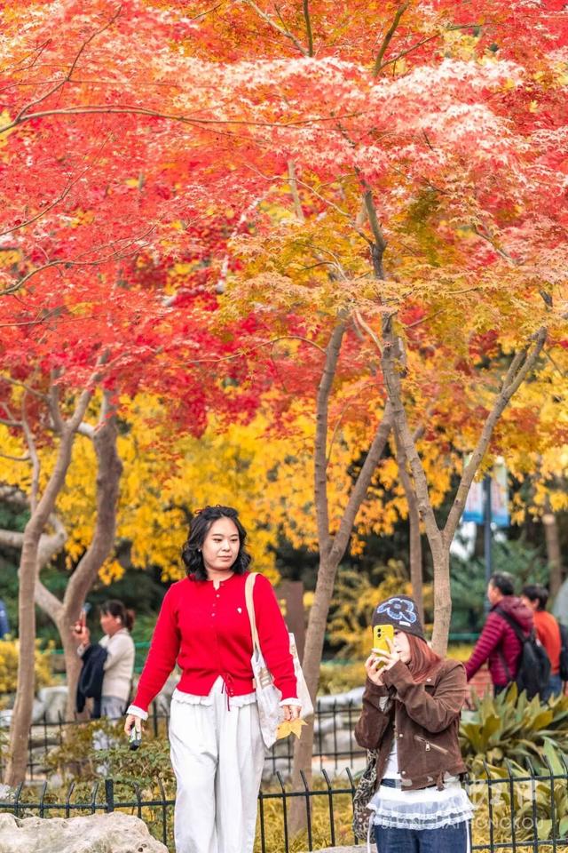 鲁迅公园枫叶红了！红黄青绿交织秋意浓~超出片