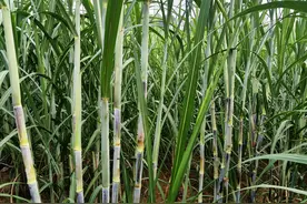 我的种蔗补贴到账了，你的呢？图片