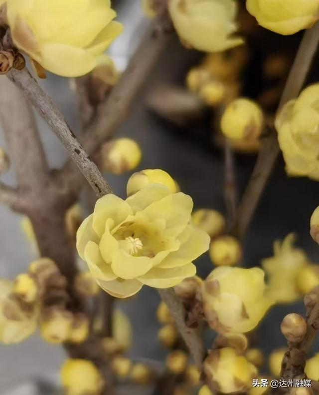 “pong”香！达州各大公园蜡梅竞相绽放~