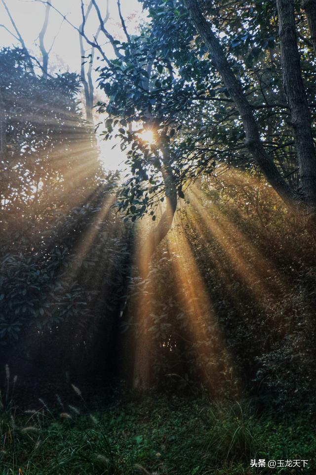 晨光与深呼吸：在同里湿地公园的万步悠然