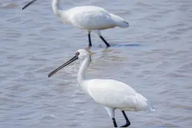 国一、国二保护动物都来了！滨海湾鸟儿抢“C”位图片