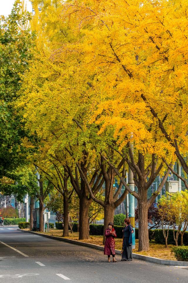 夏未走秋已至，北京半黄半绿的银杏大道，三里屯还是太时尚了！