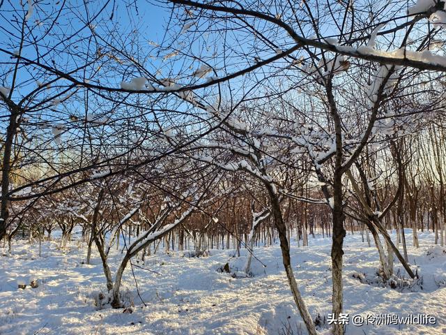 新疆乌鲁木齐红光山大佛寺