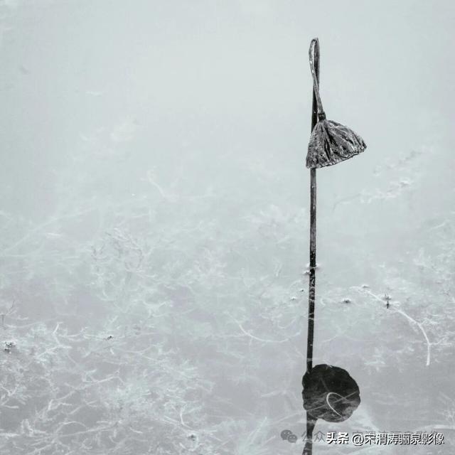 陕西渭南：人民公园秋天的残荷淡如水 美如画 凄凉如人生