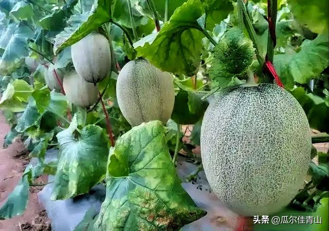 东方市凭什么?碾压三亚、海口,成为东北人避寒首选之地?