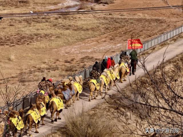 重走丝路！驼铃声声穿越千年，新疆东天山驼队固原再出发