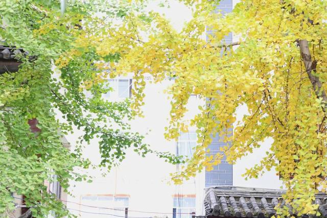 大理古城“金”彩上线！