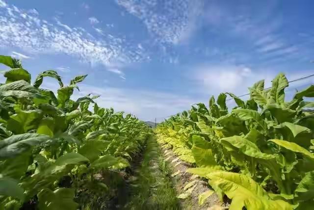 12月5日烟草新政落地！不是“变天”是规范，3亿烟民、零售户必看