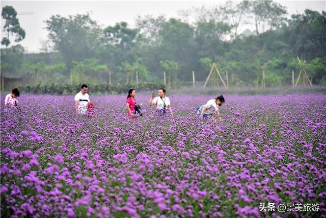 佛山两个网红景点国庆假期开放，百花与蓝湖相辉映火爆旅游市场