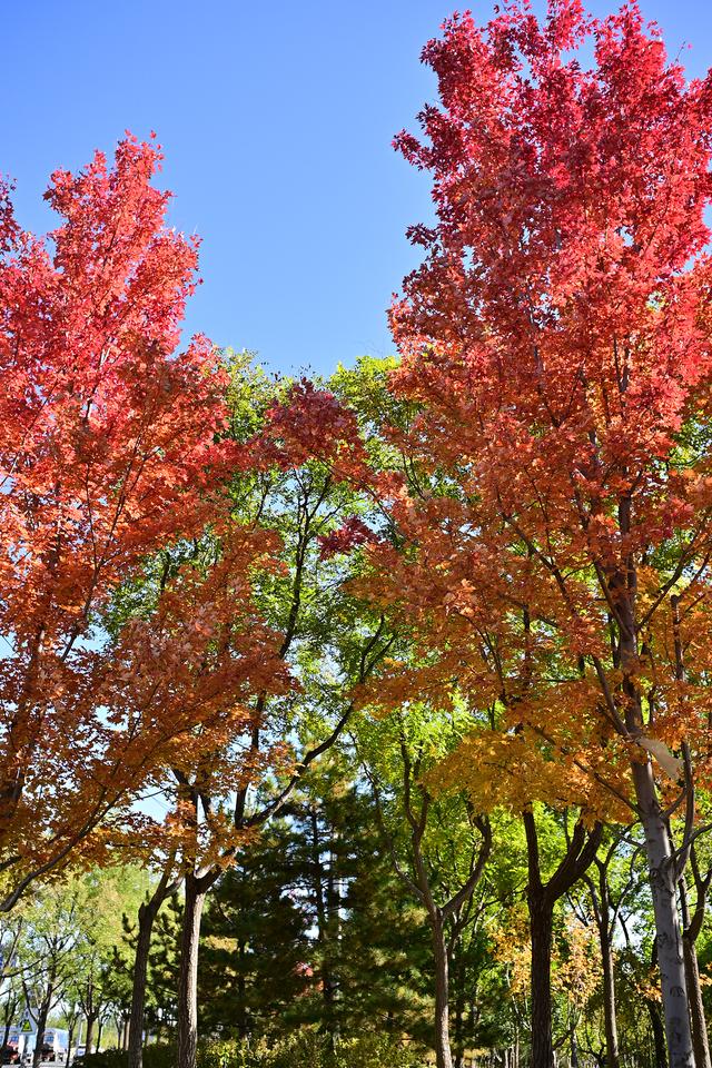 600元国产定焦，四种题材可玩性如何？体验铭匠Z口镜头23mm F1.8
