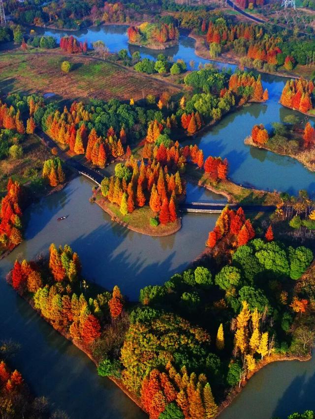此时的太仓，美到心尖上！