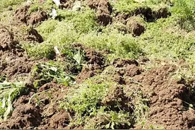 草甘膦、草铵膦哪个灭草更好？90%的人都用错了，难怪次次打不死图片