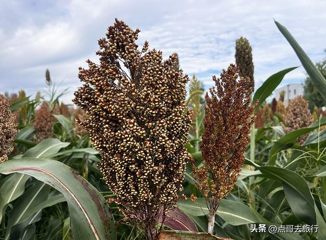 成都惊现粉黛草与红高粱成片，色彩超级艳丽，地铁公交车可达！
