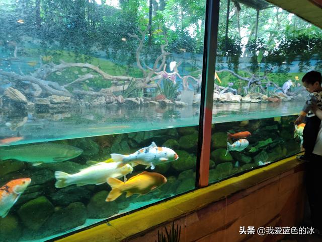 参观广州长隆野生动物园，全程感觉眼累手累腿不累