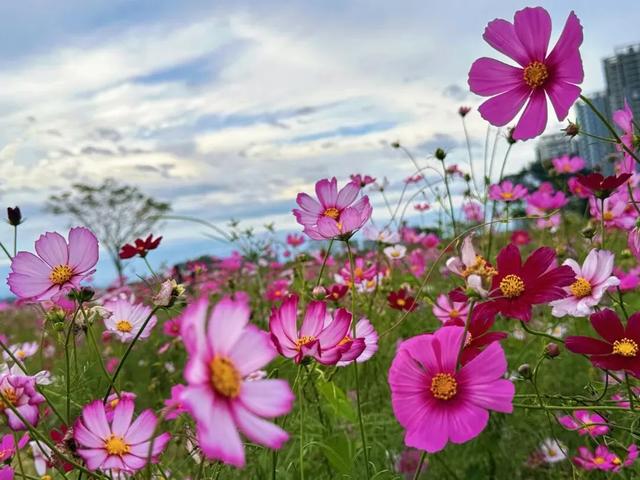 秋日限定!速来围观肇庆的绝美风光~